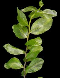 Attēlu rezultāti vaicājumam “Pseudobryum cinclidioides”