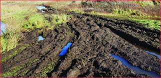 Attēlu rezultāti vaicājumam “Blysmus compressus fruit”