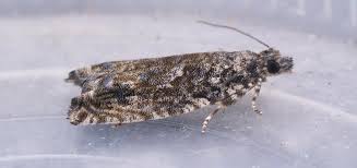 Attēlu rezultāti vaicājumam “Epinotia trigonella”