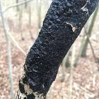 Attēlu rezultāti vaicājumam “Melanospora lagenaria”