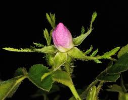 Attēlu rezultāti vaicājumam “Rosa subcanina leaf”