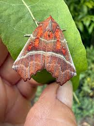 Attēlu rezultāti vaicājumam “Scoliopteryx libatrix”
