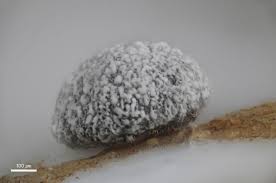 Attēlu rezultāti vaicājumam “Physarum diderma sessile”