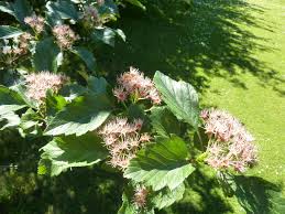 Attēlu rezultāti vaicājumam “Crataegus chlorosarca”