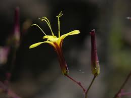 Attēlu rezultāti vaicājumam “Mycelis muralis”