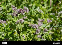 Attēlu rezultāti vaicājumam “Mentha longifolia”