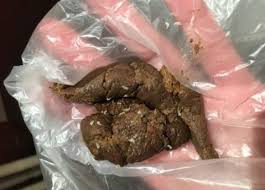 Image result for cestoda excrement dog