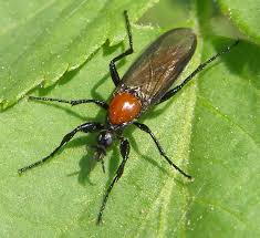 Attēlu rezultāti vaicājumam “Bibionidae female”