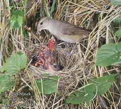 Attēlu rezultāti vaicājumam “Sylvia borin nest”