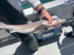 Image result for Squalus acanthias