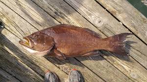 Image result for Mycteroperca phenax