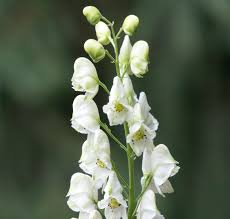 Attēlu rezultāti vaicājumam “Aconitum napellus bud”
