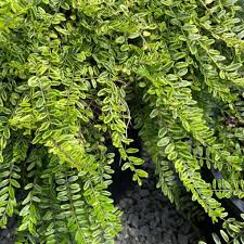 Attēlu rezultāti vaicājumam “Lonicera”