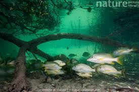 Image result for Lutjanus apodus