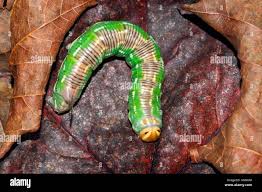 Attēlu rezultāti vaicājumam “Sphinx pinastri larva”