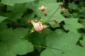 Attēlu rezultāti vaicājumam “Rubus parviflorus fruit”