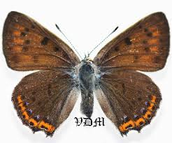 Attēlu rezultāti vaicājumam “Lycaena alciphron female”