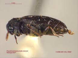 Attēlu rezultāti vaicājumam “Megatoma undata”