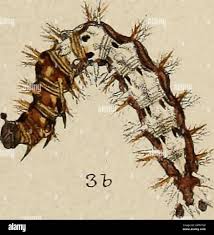 Attēlu rezultāti vaicājumam “Argynnis paphia larva”