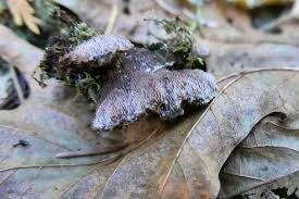 Attēlu rezultāti vaicājumam “Gloiodon strigosus”