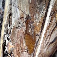 Attēlu rezultāti vaicājumam “Chaetopteryx villosa”