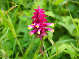 Attēlu rezultāti vaicājumam “Melampyrum cristatum”
