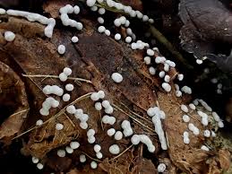 Attēlu rezultāti vaicājumam “Didymium difforme”