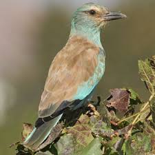 Attēlu rezultāti vaicājumam “Coracias garrulus adult”