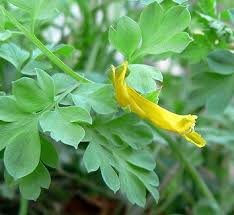 Attēlu rezultāti vaicājumam “Corydalis intermedia leaf”