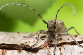 Attēlu rezultāti vaicājumam “Saperda carcharias”