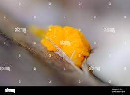 Attēlu rezultāti vaicājumam “Dacrymyces chrysospermus spores”