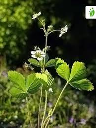 Attēlu rezultāti vaicājumam “Fragaria viridis flower”