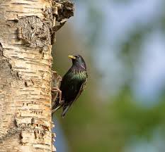 Attēlu rezultāti vaicājumam “Sturnus vulgaris nest”