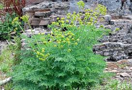 Attēlu rezultāti vaicājumam “Diderma rufostriatum”