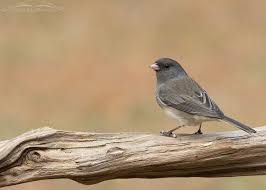 Image result for Junco hyemalis