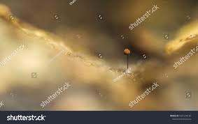 Attēlu rezultāti vaicājumam “Comatricha sp.”