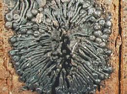 Attēlu rezultāti vaicājumam “Comatricha pulchella spores”