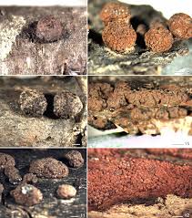 Attēlu rezultāti vaicājumam “Hypoxylon fuscum”