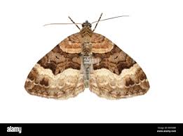 Attēlu rezultāti vaicājumam “Xanthorhoe biriviata”