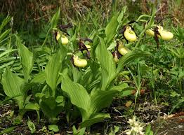 Attēlu rezultāti vaicājumam “Cypripedium calceolus leaf”