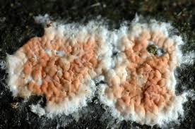 Attēlu rezultāti vaicājumam “Leucogyrophana sororia”