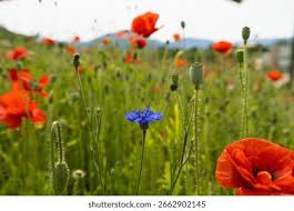 Attēlu rezultāti vaicājumam “Cyanus segetum flower”