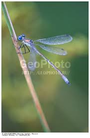 Attēlu rezultāti vaicājumam “Lestes dryas male”