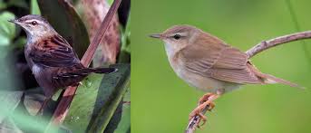 Image result for Locustella certhiola