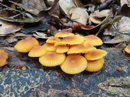 Attēlu rezultāti vaicājumam “Xeromphalina campanella”