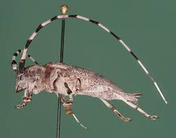 Attēlu rezultāti vaicājumam “Acanthocinus aedilis”
