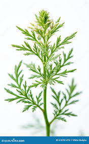 Attēlu rezultāti vaicājumam “Carum carvi leaf”