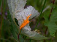 Attēlu rezultāti vaicājumam “Triphragmium ulmariae”