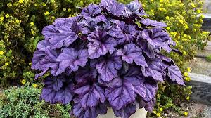 Image result for Heuchera `Palace Purple`