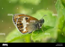 Attēlu rezultāti vaicājumam “Coenonympha arcania”